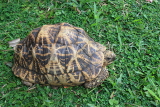 SRI LANKA, Kandy, Star Tortoise, SLK4041JPL