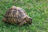 SRI LANKA, Kandy, Star Tortoise, SLK4042JPL