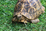 SRI LANKA, Kandy, Star Tortoise, SLK4043JPL