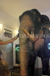 SRI LANKA, Kandy, Temple of the Tooth (Dalada Maligawa), famous Raja elephant (stuffed remains), SLK3322JPL