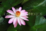 SRI LANKA, Kandy, Water Lily, SLK3919JPL