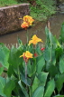 SRI LANKA, Kandy, lakeside, Canna flowers, SLK3630JPL