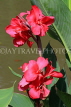 SRI LANKA, Kandy, lakeside, Canna flowers, SLK3803JPL