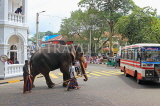SRI LANKA, Kandy, town centre, elephant and mahout crossing the road, SLK3714JPL