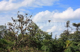 SRI LANKA, Kandy area, Bats on a tree top, SLK2493JPL