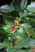 SRI LANKA, Kandy area, Coffee Tree, beans on branch, SLK4538JPL