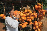 SRI LANKA, Kandy area, roadside stall selling King Coconut (Thambili), drinking fruit, SLK2566JPL