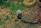 SRI LANKA, King Cobra, SLK188JPL