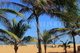 SRI LANKA, Negombo, beach, and coconut trees, SLK6015JPL