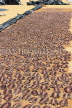 SRI LANKA, Negombo, fish drying out (to prepare salt fish), SLK6301JPL