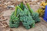 SRI LANKA, Negombo, market, fruit and vegetable market, Ash Plantains (used as vegetables), SLK2703JPL