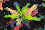 SRI LANKA, Nuwara Eliya, Croton plant, SLK4545JPL