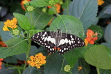 SRI LANKA, Nuwara Eliya, Lime (Lemon) Butterfly, on Lantana flowers, SLK4487JPL