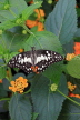 SRI LANKA, Nuwara Eliya, Lime (Lemon) Butterfly, on Lantana flowers, SLK4488JPL
