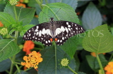 SRI LANKA, Nuwara Eliya, Lime (Lemon) Butterfly, on Lantana flowers, SLK4489JPL