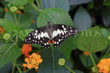 SRI LANKA, Nuwara Eliya, Lime (Lemon) Butterfly, on Lantana flowers, SLK4490JPL