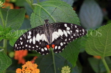 SRI LANKA, Nuwara Eliya, Lime (Lemon) Butterfly, on Lantana flowers, SLK4491JPL