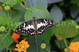SRI LANKA, Nuwara Eliya, Lime (Lemon) Butterfly, on Lantana flowers, SLK4492JPL