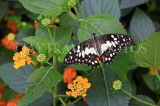 SRI LANKA, Nuwara Eliya, Lime (Lemon) Butterfly, on Lantana flowers, SLK4493JPL