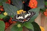 SRI LANKA, Nuwara Eliya, Lime (Lemon) Butterfly, on Lantana flowers, SLK4510JPL