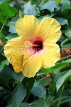 SRI LANKA, Nuwara Eliya, Three Spot Grass Butterfly, on Hibiscus flower, SLK4529JPL