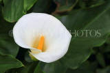 SRI LANKA, Nuwara Eliya, Victoria Park, Arum Lily, SLK4472JPL
