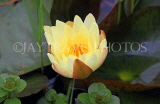 SRI LANKA, Nuwara Eliya, Victoria Park, Water Lily, SLK4321JPL