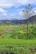 SRI LANKA, Nuwara Eliya, mountain scenery and Tea Plantations (estates), SLK4370JPL