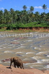 SRI LANKA, Pinnewala, elephant by the Maha Oya (Big River), SLK2315JPL