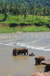 SRI LANKA, Pinnewala, elephants bathing in Maha Oya (Big River), SLK2282JPL