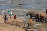 SRI LANKA, Pinnewala, elephants bathing in Maha Oya (Big River), tourists watching, SLK2336JPL