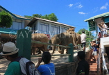 SRI LANKA, Pinnewala Elephant Orphanage, elephants marching to Maha Oya, SLK2333JPL