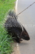 SRI LANKA, Porcupines on leash, along country road, SLK2509JPLA