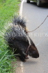SRI LANKA, Porcupines on leash, along country road, SLK2510JPL