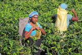 SRI LANKA, Pussellawa, Rothschild Tea Plantation (estate), and workers (tea pluckers), SLK4282JPL
