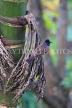SRI LANKA, Pussellawa, birdlife, Red-Vented Bulbul, SLK4225JPL