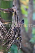 SRI LANKA, Pussellawa, birdlife, Red-Vented Bulbul, SLK4225JPL