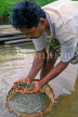 SRI LANKA, Ratnapura, Gem mining, SLK211JPL