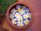 SRI LANKA, flora, Frangipani (Plumeria) flowers in bowl, SLK1634JPL