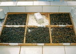 SRI LANKA, hill country, Tea factory, graded tea ready for visual inspection, SLK2089JPL