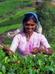 SRI LANKA, hill country, Tea plucker (near Nuwara Eliya), SLK1532JPL