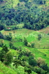 SRI LANKA, rural scene, terraced rice fields (on route to Kandy), SLK2129JPL