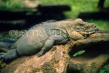 SRI LANKA, wildlife, Iguana, SLK1516JPL