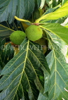 ST LUCIA, Breadfruit on tree, STL706JPL
