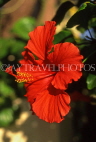 ST LUCIA, Diamond Botanical Gardens, Hibiscus flower, STL744JPLA