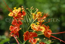 ST LUCIA, Flamboyant Tree blossom, STL694JPL
