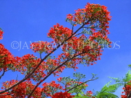 ST LUCIA, Flamboyant Tree blossom, STL742JPL
