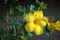 ST LUCIA, Soufriere, yello Alamanda flower, STL739JPL