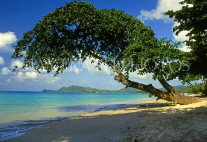 ST LUCIA, Vigie, coast and tree, north coast, STL703JPL