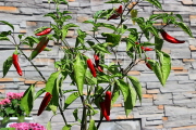 South Korea, SEOUL, Bukchon Hanok Village, house front, chillie plant, SK981JPL